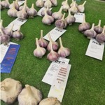 Garlic display with IPE ribbon